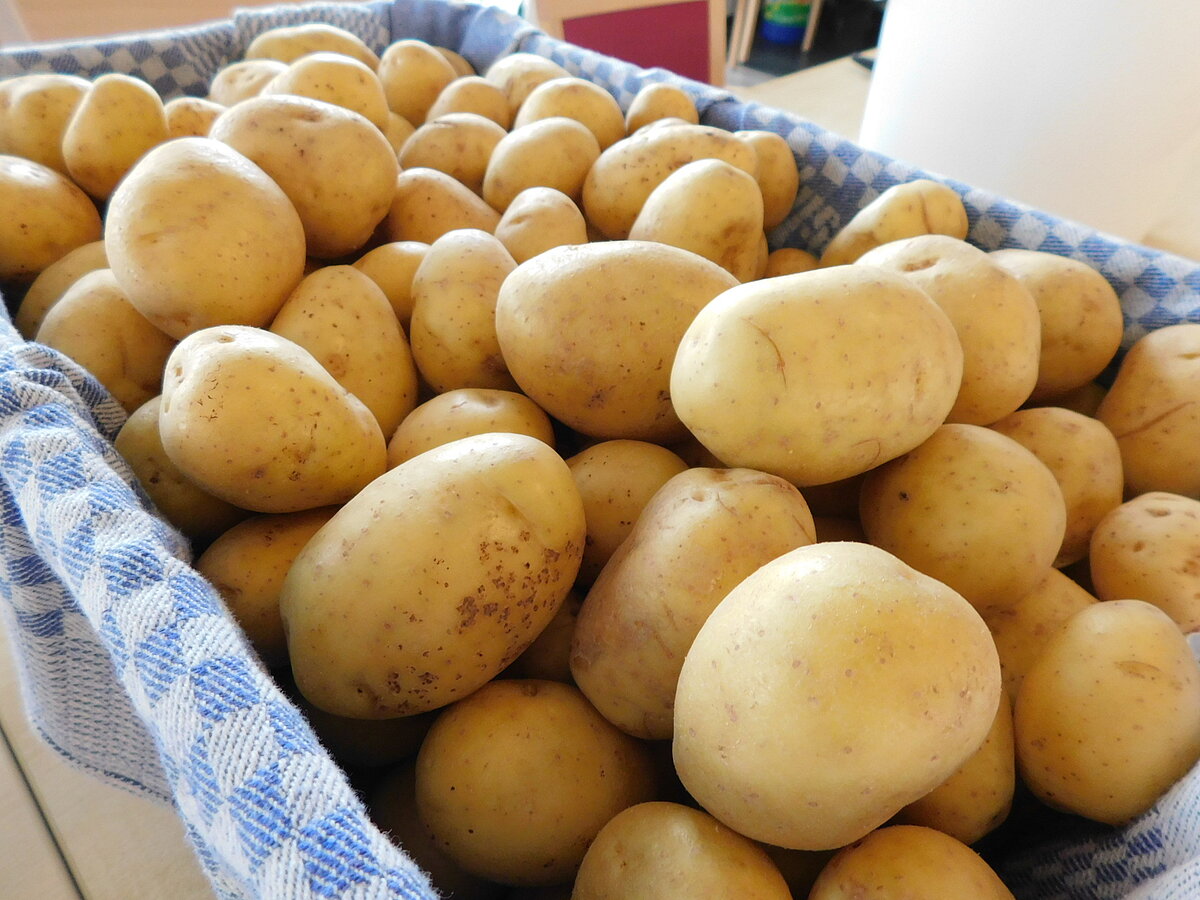 Reibeplätzchen